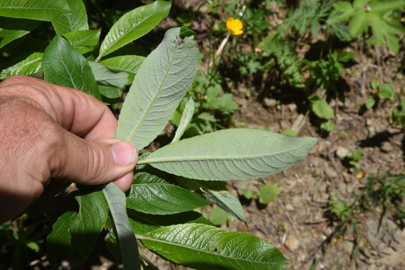 Image of genus Salix specimen.