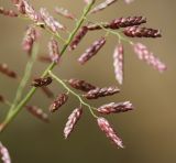 Eragrostis minor. Часть соцветия. Приморский край, г. Находка, отсыпка из камня на пустыре. 18.09.2024.