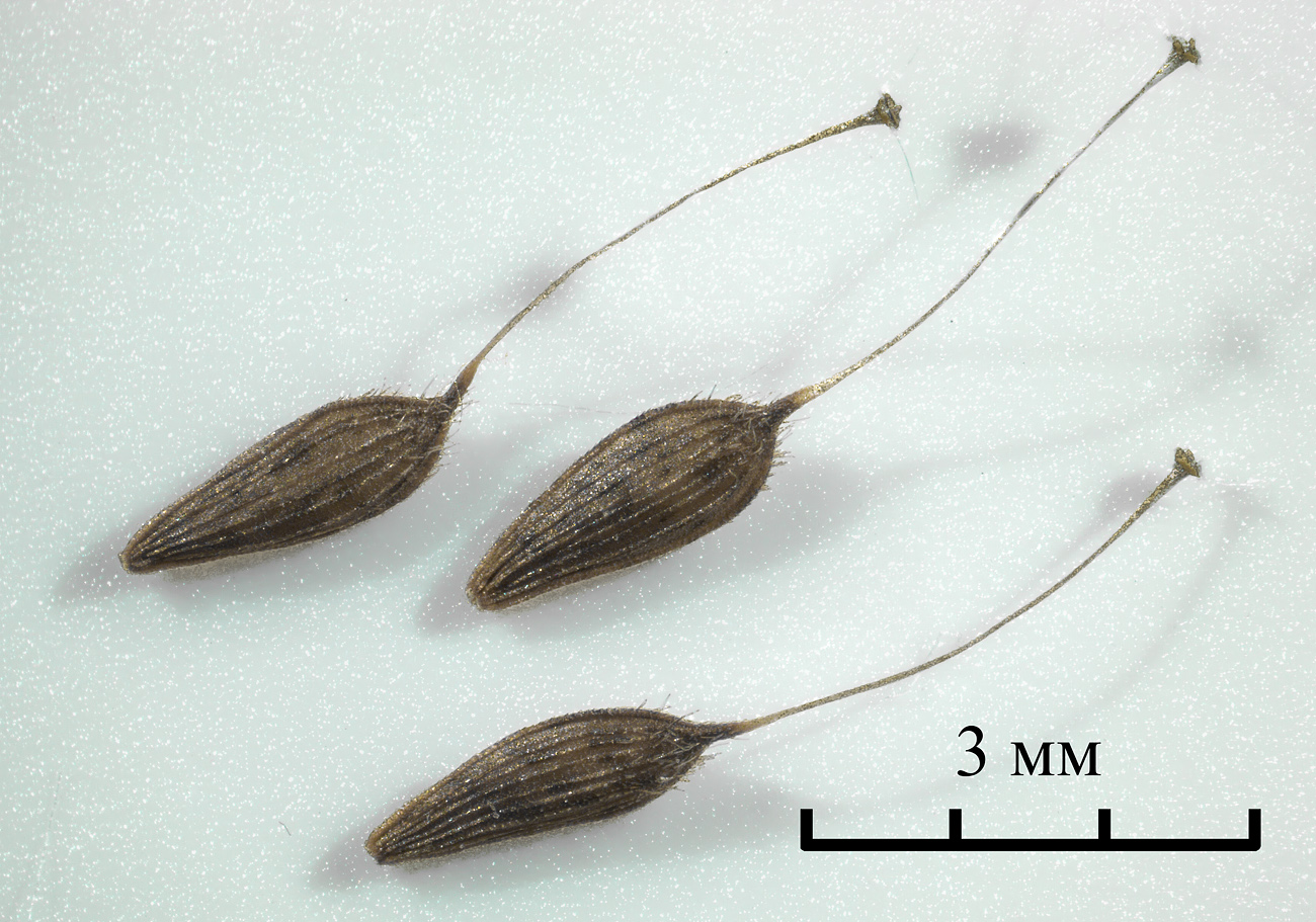 Image of Lactuca serriola specimen.