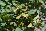 Acer turkestanicum