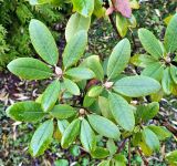 genus Rhododendron