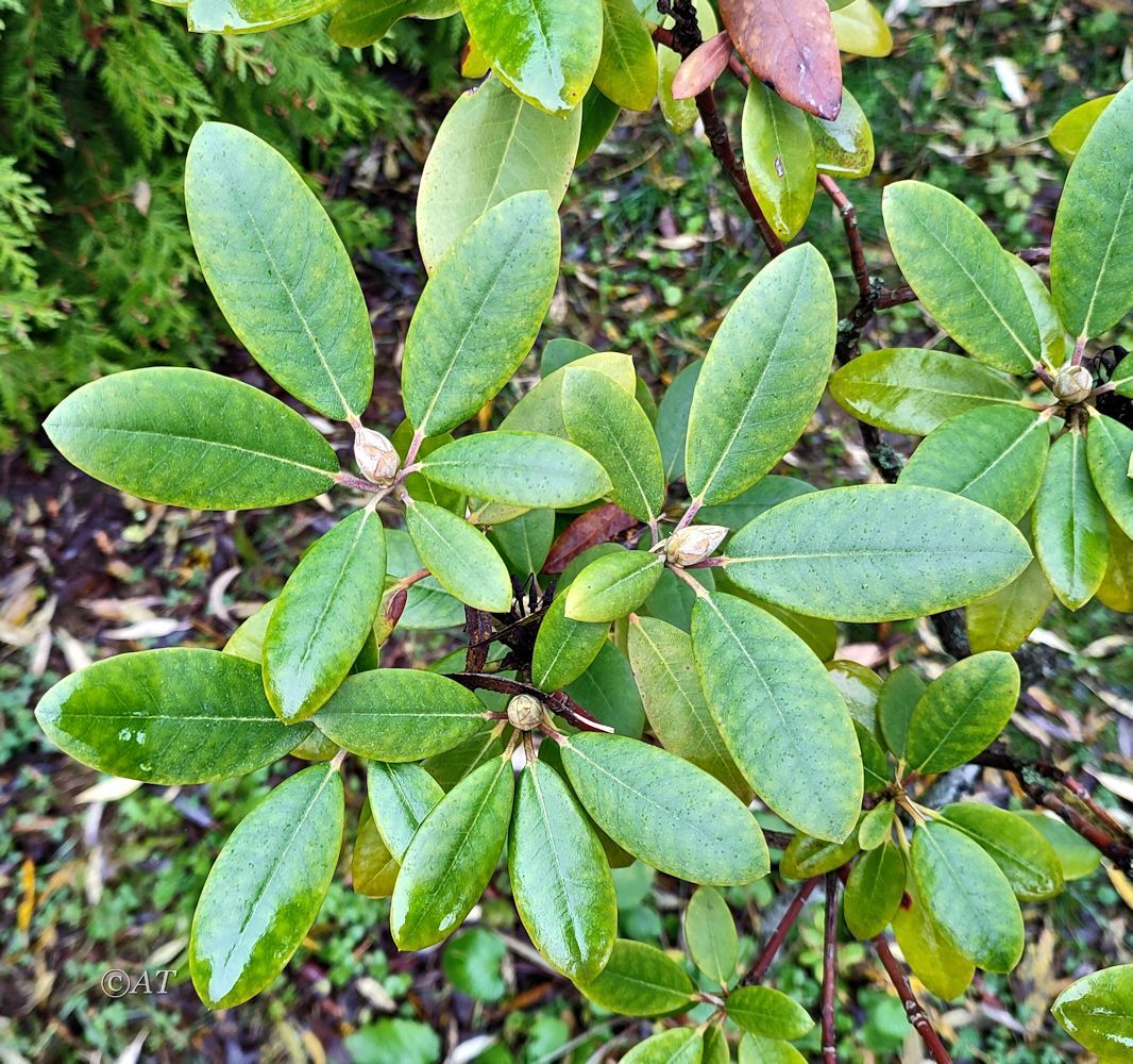 Image of genus Rhododendron specimen.