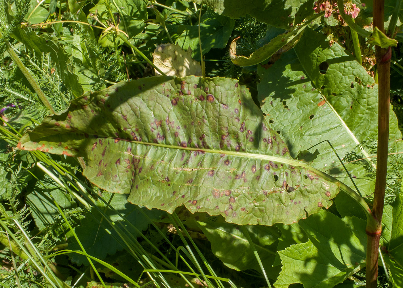 Image of genus Rumex specimen.