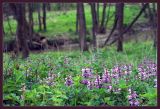 Lamium maculatum. Заросли цветущих растений в прибрежной зоне р. Дубна. Тульская обл., окр. пос. Дубна. 10.05.2007.