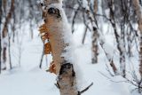 Betula czerepanovii