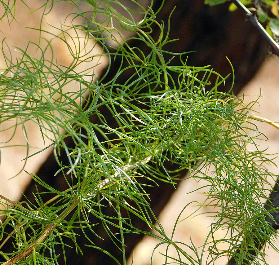 Image of Asparagus verticillatus specimen.