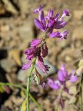 Polygala comosa. Верхушка побега с цветками и завязавшимися плодами. Крым, Южный Берег, окр. с. Лучистое, гора Южная Демерджи, на каменисто-глинистом склоне. 03.06.2024.