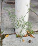 Смотреть изображение Anethum graveolens