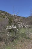 View full-size image Pyrus elaeagrifolia