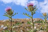 Смотреть изображение Cirsium pugnax