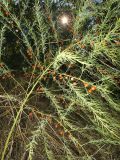 Смотреть изображение Asparagus pseudoscaber