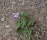 View full-size image Lamium garganicum