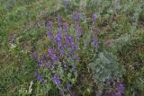 View full-size image genus Nepeta