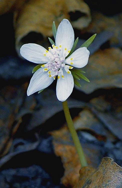 Изображение особи Eranthis stellata.