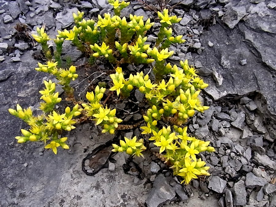 Image of Sedum acre specimen.