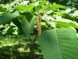 Ostrya carpinifolia