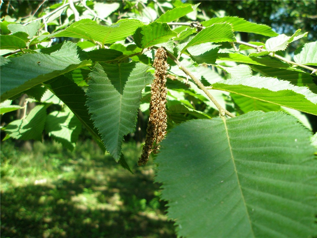 Изображение особи Ostrya carpinifolia.