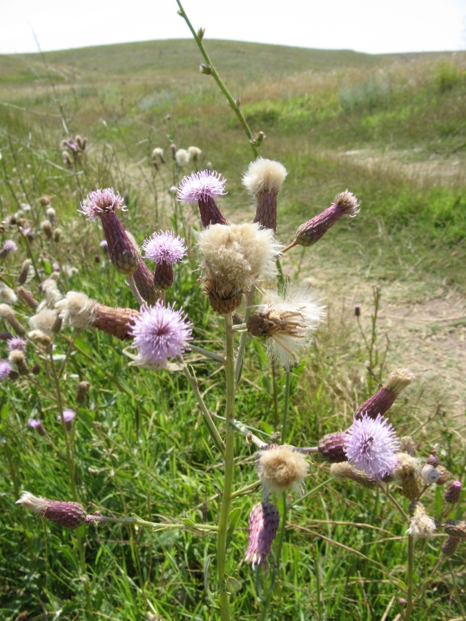 Изображение особи Cirsium incanum.