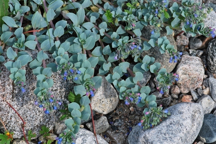 Image of Mertensia maritima specimen.