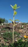 Helianthus annuus. Вегетирующее растение. Окр. Архангельска, свалка древесных отходов. 23.08.2011.