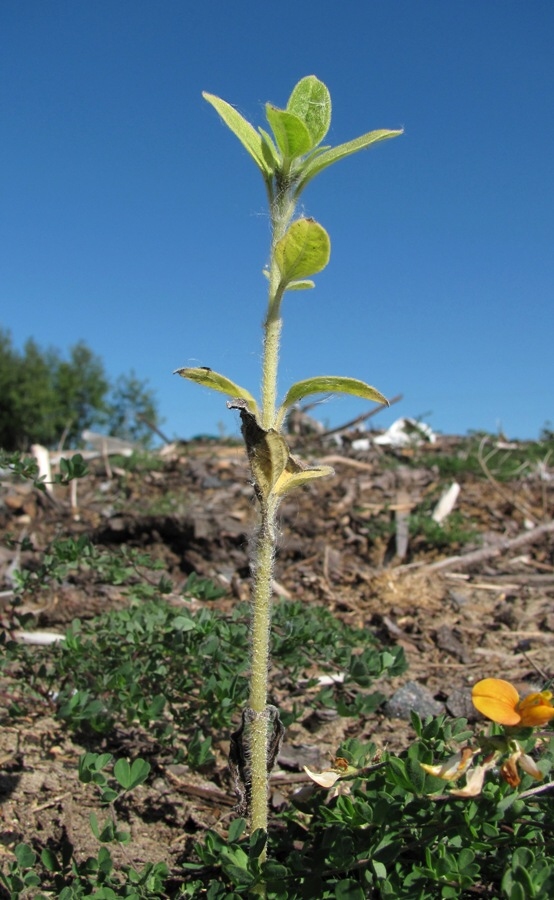 Image of Helianthus annuus specimen.