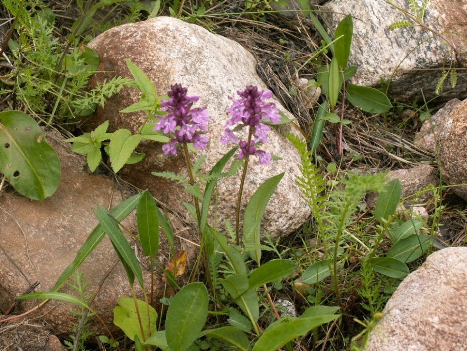 Image of Pedicularis verticillata specimen.