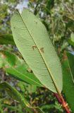 Salix × myrtoides. Лист (вид с обратной стороны). Окр. Архангельска, окраина болота. 10.09.2011.