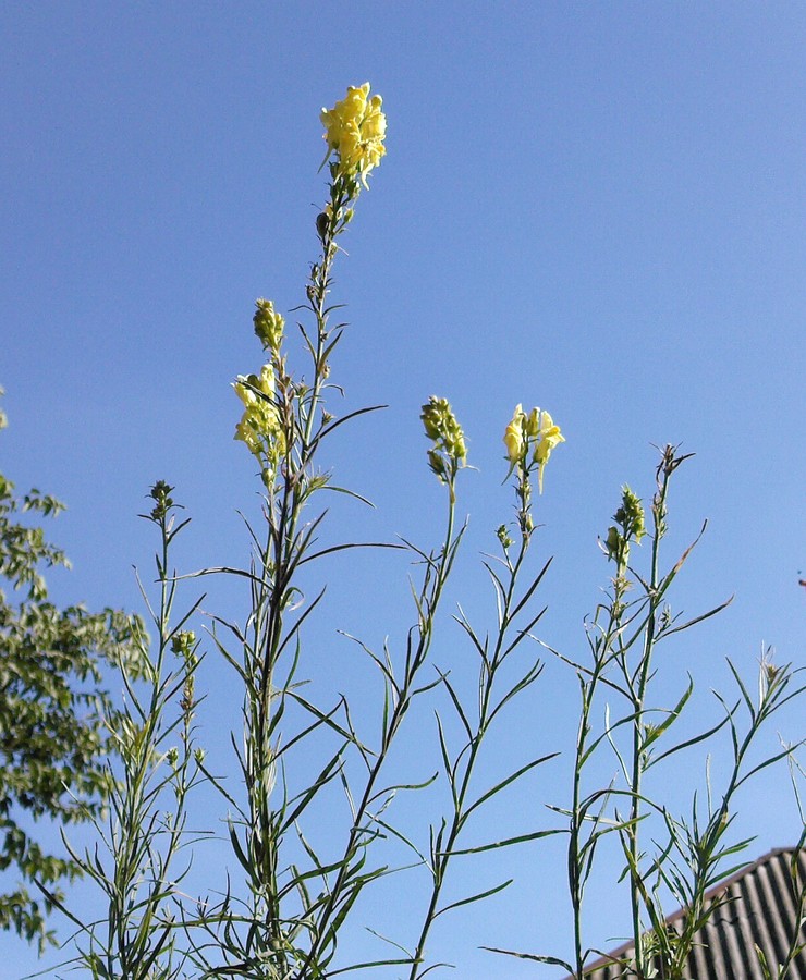 Изображение особи Linaria ruthenica.