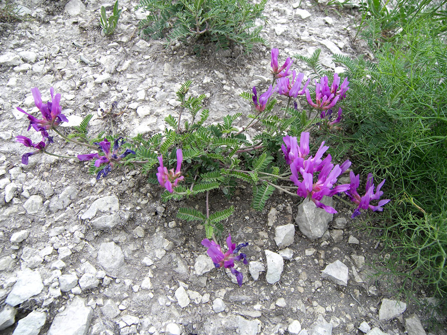 Image of Astragalus lasioglottis specimen.