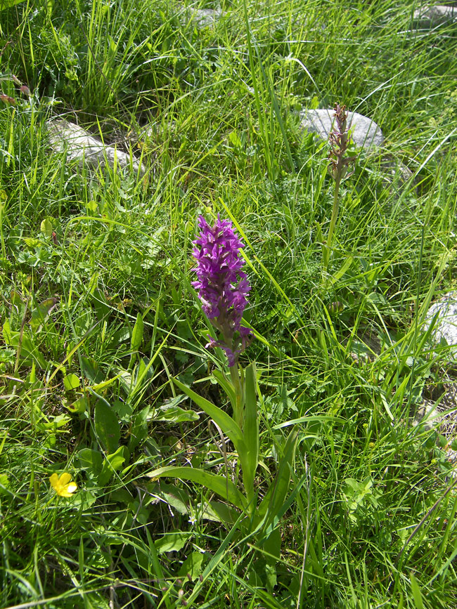 Изображение особи Dactylorhiza incarnata.