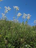 Pyrethrum corymbosum