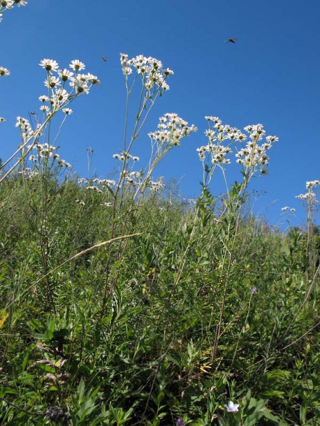 Изображение особи Pyrethrum corymbosum.