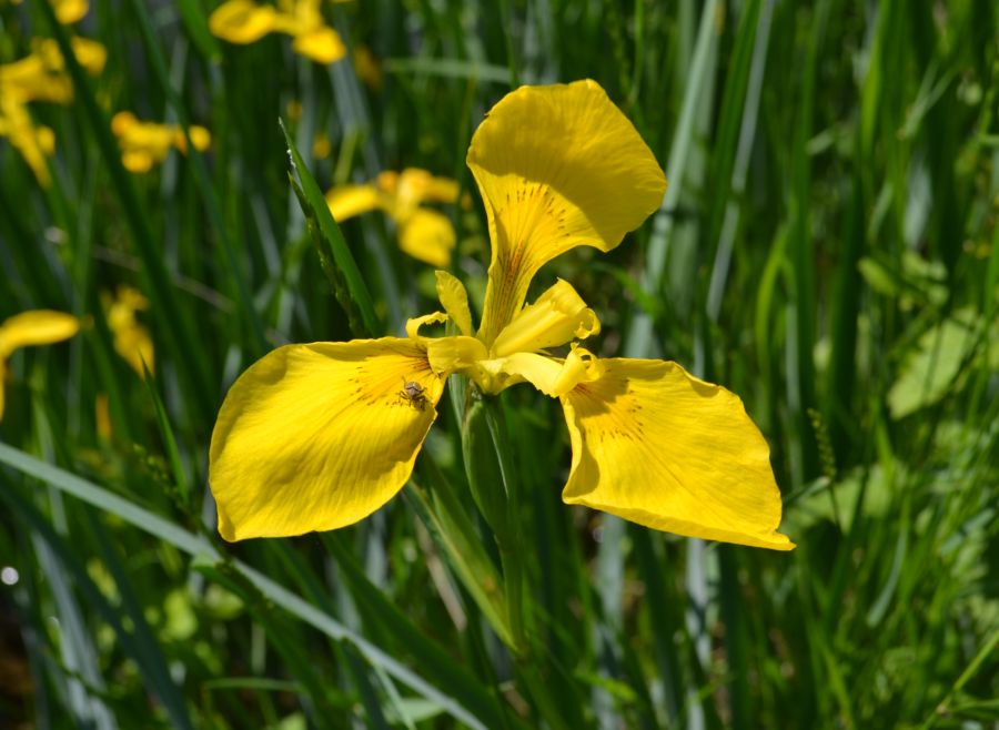 Изображение особи Iris pseudacorus.