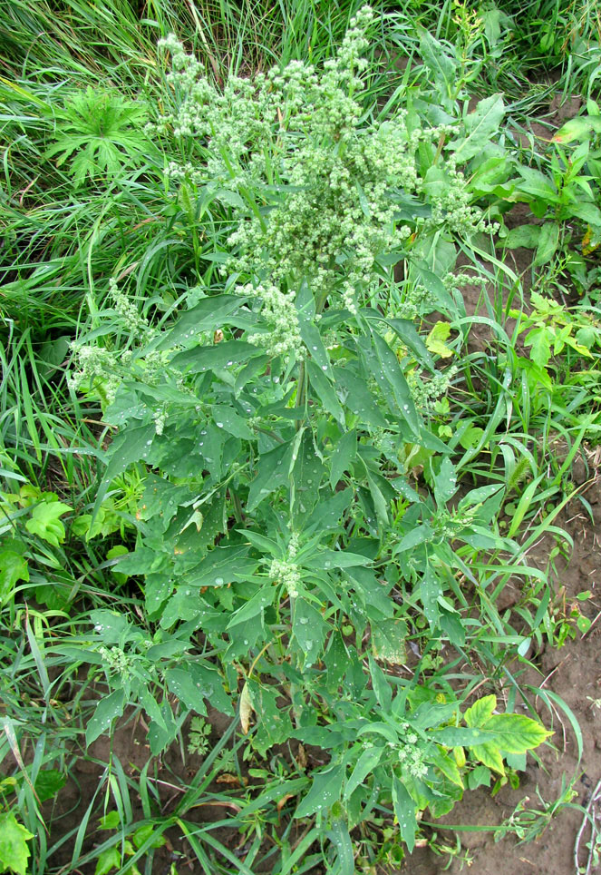 Image of Chenopodium &times; striatialbum specimen.