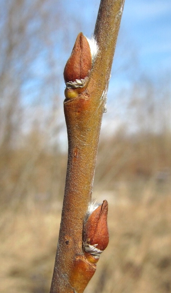 Image of Salix cinerea specimen.