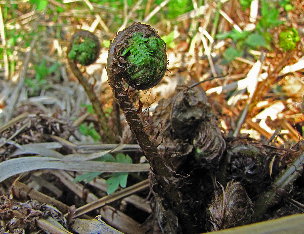 Image of Athyrium filix-femina specimen.