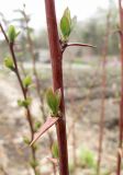 genus Berberis. Молодые листья на побеге. Владивосток, ботанический сад-институт ДВО РАН. 7 мая 2012 г.