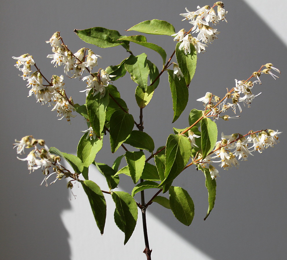 Image of Deutzia &times; carnea specimen.