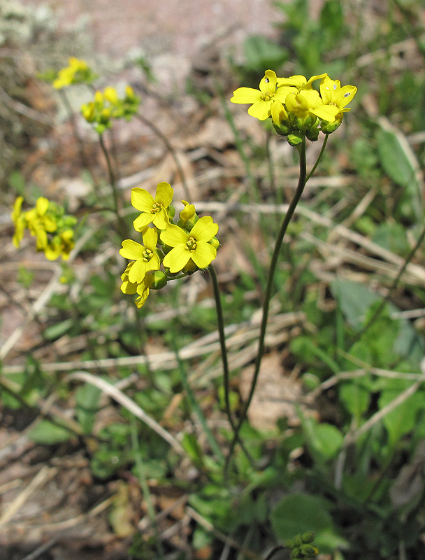 Image of genus Draba specimen.