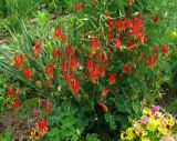 Aquilegia canadensis