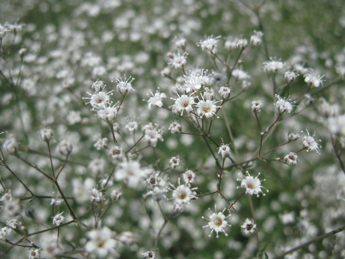 Изображение особи Gypsophila paniculata.