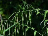 Arabis pendula