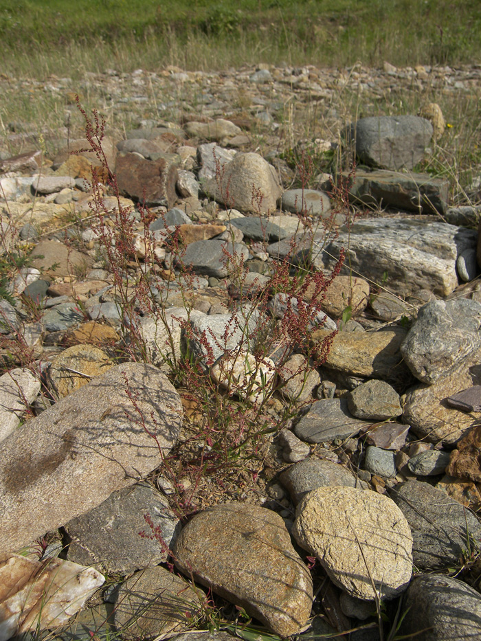 Image of Rumex acetoselloides specimen.