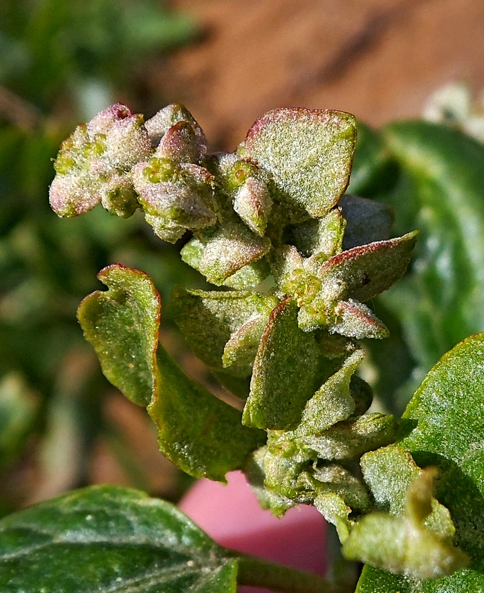 Изображение особи Atriplex sagittata.