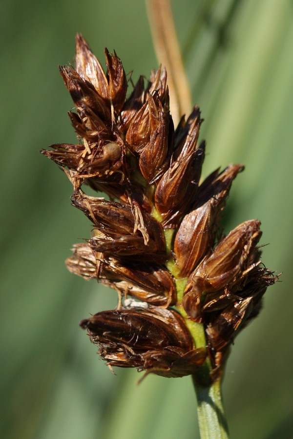 Image of Blysmus compressus specimen.