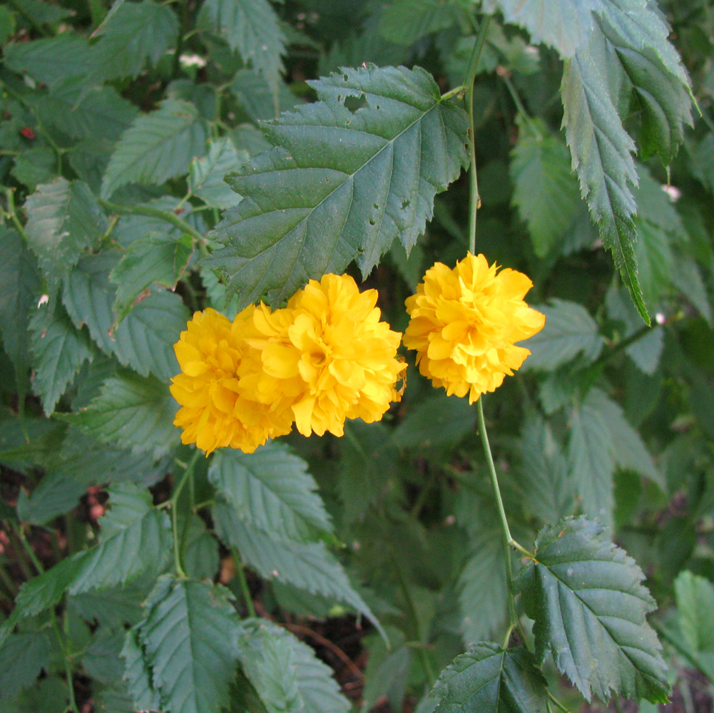 Image of Kerria japonica var. pleniflora specimen.