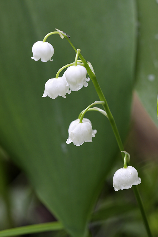 Изображение особи Convallaria majalis.