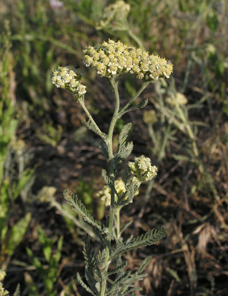 Изображение особи род Achillea.