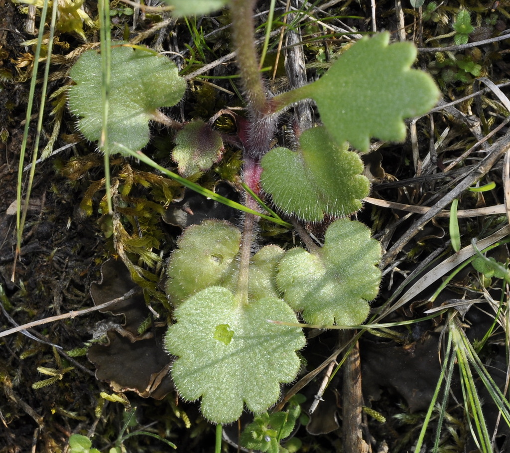 Image of Saxifraga carpetana ssp. graeca specimen.