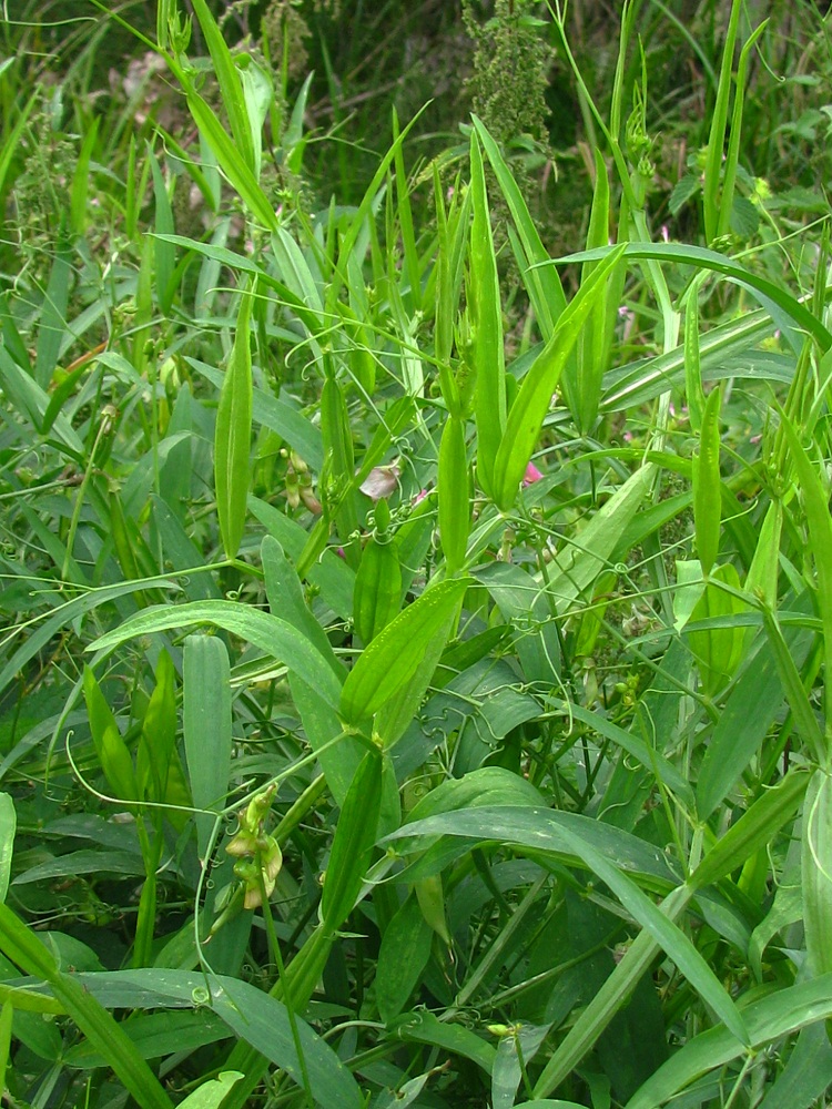 Image of Lathyrus sylvestris specimen.